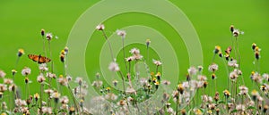 Flower field, Meadow wild dandelion flowers in soft warm light. Autumn landscape blurry nature background