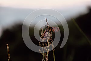 Flower field, Meadow wild dandelion flowers in soft warm light. Autumn landscape blurry nature background