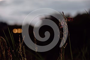 Flower field, Meadow wild dandelion flowers in soft warm light. Autumn landscape blurry nature background