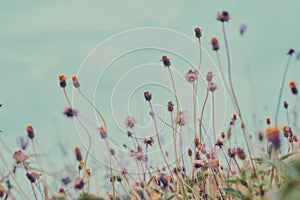 Flower field, Meadow wild dandelion flowers in soft warm light. Autumn landscape blurry nature background