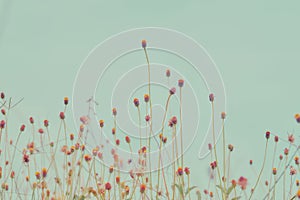 Flower field, Meadow wild dandelion flowers in soft warm light. Autumn landscape blurry nature background