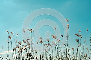 Flower field, Meadow wild dandelion flowers in soft warm light. Autumn landscape blurry nature background