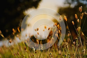 Flower field, Meadow wild dandelion flowers in soft warm light. Autumn landscape blurry nature background