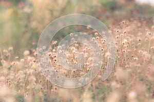 Flower field, meadow wild vintage dandelion in summer nature morning grass beauty garden light