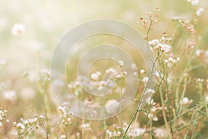 Flower field, meadow wild vintage dandelion in summer nature morning grass beauty garden light