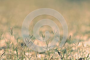 Flower field, meadow wild vintage dandelion in summer nature morning grass beauty garden light