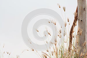 flower field, meadow wild vintage dandelion in summer nature morning grass beauty garden light