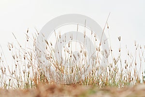 flower field, meadow wild vintage dandelion in summer nature morning grass beauty garden light