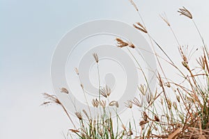 flower field, meadow wild vintage dandelion in summer nature morning grass beauty garden light