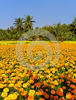 Flower field in Mekong Delta, Vietnam