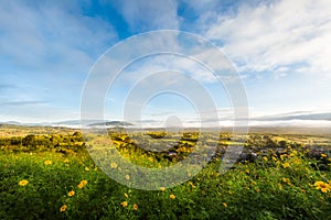 Flower field and mountain landscape