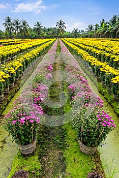 Flower field in My Phong, Ben Tre province, Vietnam.