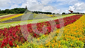 Flower field