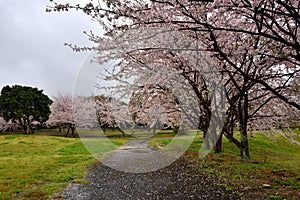 Flower field and path near Tian porcelain Park, saga-ken, Japan