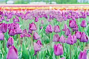 Flower field of purple tulips blooming. Triumph tulip field, on a tulip farm. Foreground focus, with blurry colourful flowers in