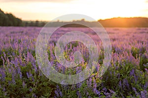 Flower field at sunset