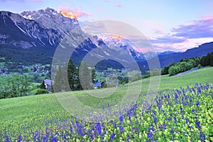 Flower field and sunset at Dolomite