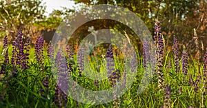 Flower field at sunset. Spring purple and pink lupine flowers in green grass