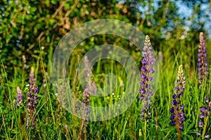 Flower field at sunset. Spring purple and pink lupine flowers in green grass