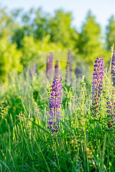 Flower field at sunset. Spring purple and pink lupine flowers in green grass