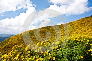 Flower field on top the hill