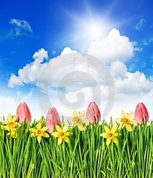 Flower field, tulips and narcissus, green grass