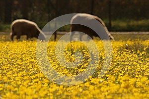 Flower field photo