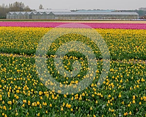 Flower field of yellow and pink tulips at Lisse, Netherlands.