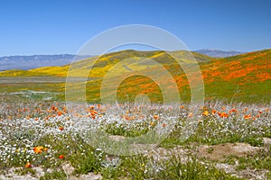 Flower Fields