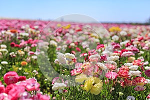 The Flower Fields