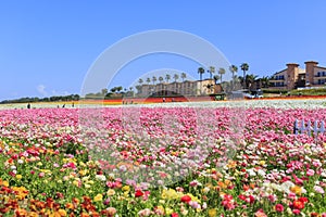 The Flower Fields