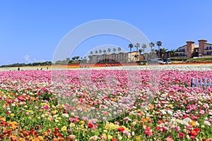 The Flower Fields photo