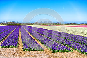 Flower fields of blue hyacinths in north holland