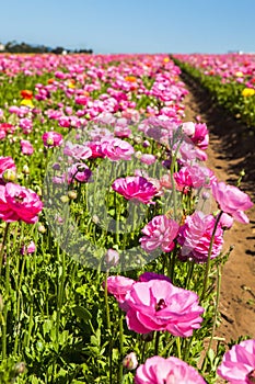 The flower fields at carlsbad