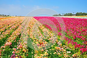 The Flower Fields of Carlsbad photo