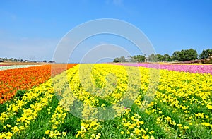 The Flower Fields of Carlsbad