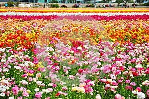 The Flower Fields of Carlsbad