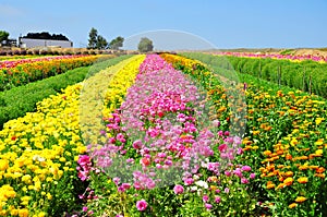 The Flower Fields of Carlsbad