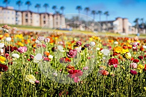 Flower fields in Carlsbad