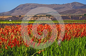 Flower Fields, Central California