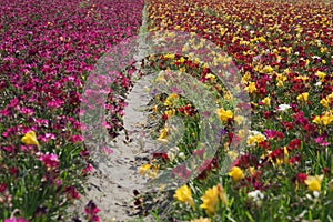 Flower fields colors nature