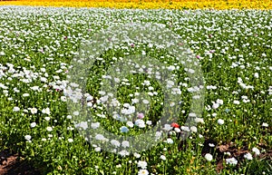 The flower fields at crlsbad