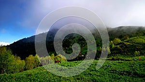 Flower fields, fast flying clouds in mountain landscape