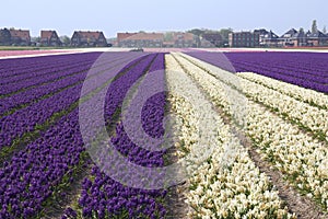 Flower Fields Holland