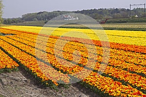 Flower Fields Holland