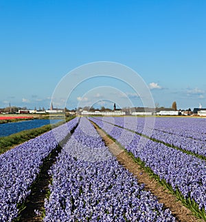 Flower fields in holland