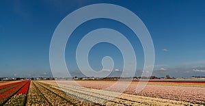 Flower fields in holland