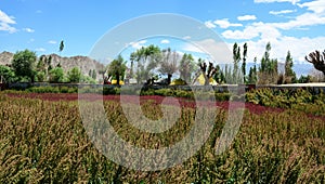 Flower fields in Leh, India