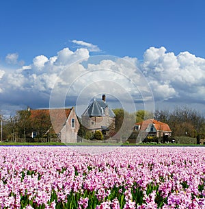 Flower fields in Lisse photo