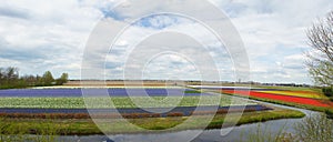 Flower fields in the Netherlands